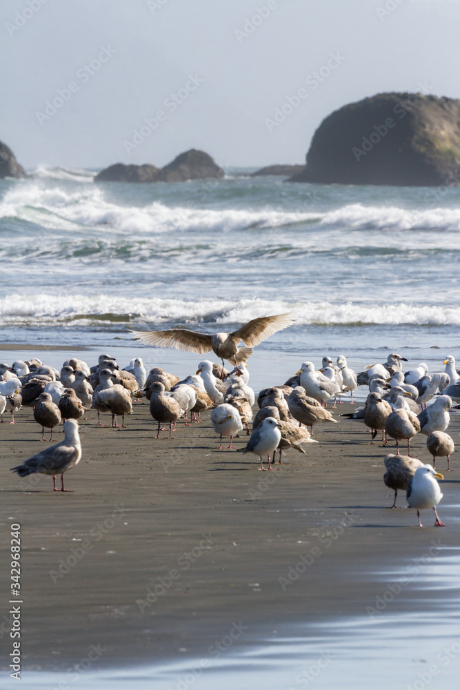flock of seagulls at the beach