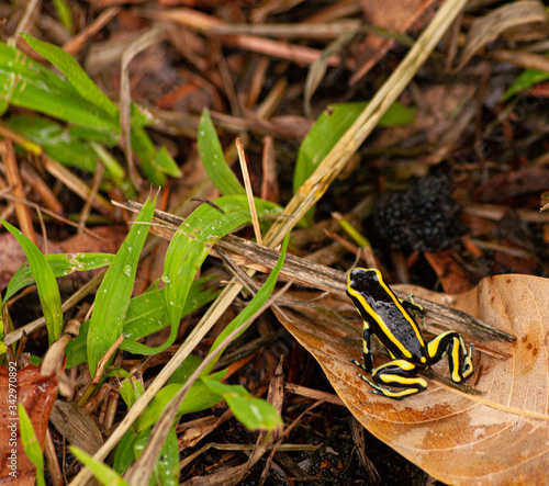 Yellow striped poison dart frog about to jump and escape.