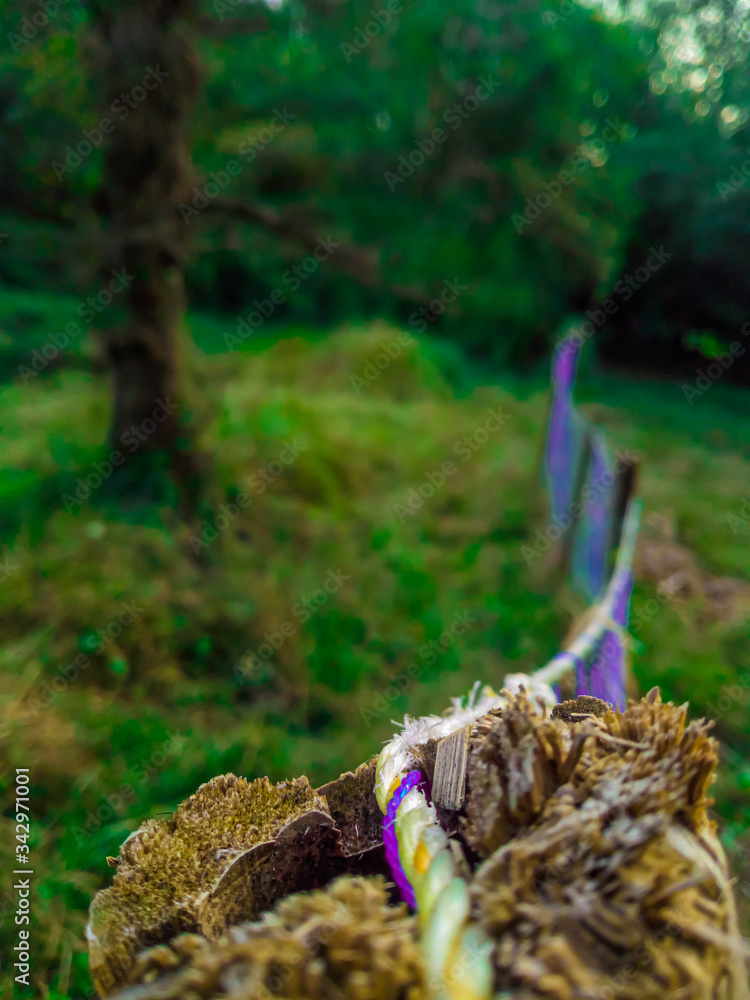 Obraz premium old stump in the forest