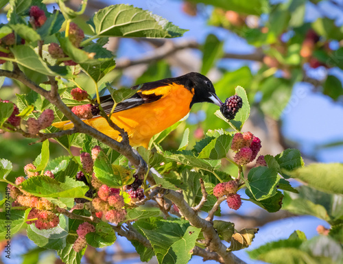 Εκτύπωση καμβά The Baltimore oriole feeding on the mulberrie tree during spring migration