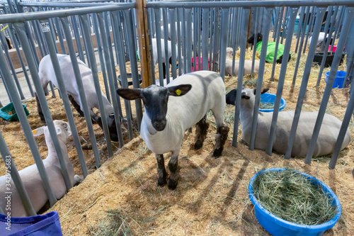 View of Dutch white sheep with a black face in a show stall at County Fair, with additional sheep in stalls in background
