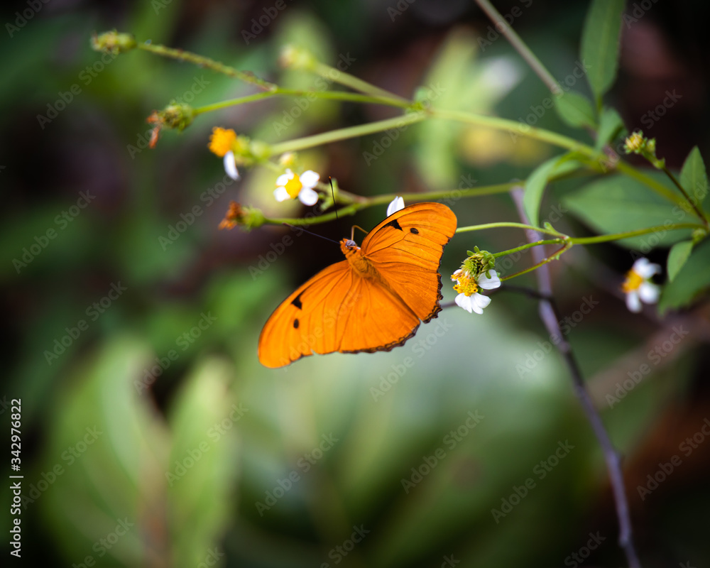 Butterfly in spring Butterfly in spring