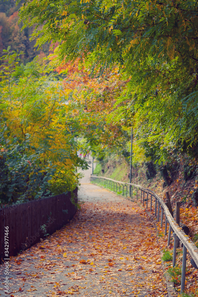 Walkway covered with fallen autumn leaves in a rustic countryside area in Switzerland Walkway covered with fallen autumn leaves in a rustic countryside area in Switzerland