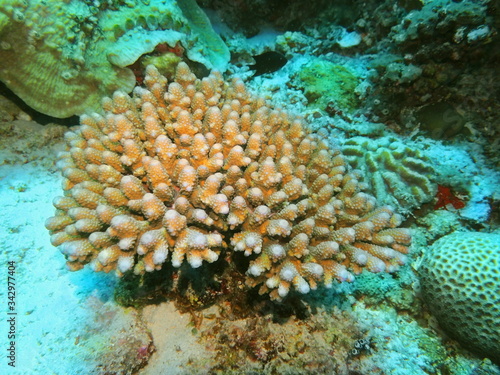 The amazing and mysterious underwater world of Indonesia  North Sulawesi  Manado  stone coral