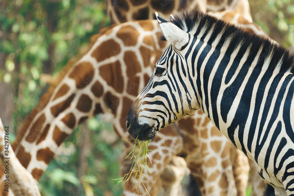 Obraz premium zebra eating grass