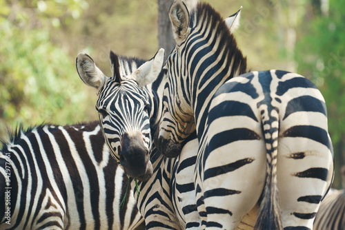 zebra eating grass