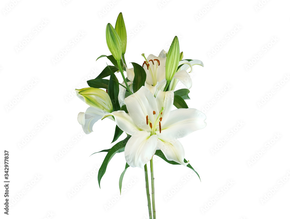 Obraz premium blooming white lily isolated on white background