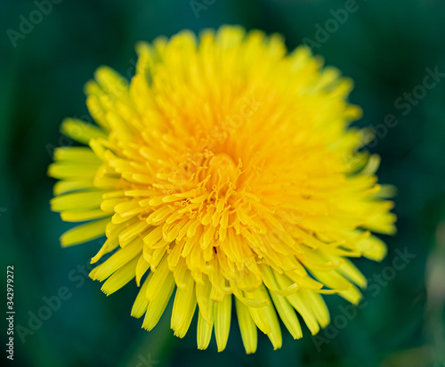 Yellow dandelion wild flower head macro. Close up shot with shallow depth of field  soft blurred bokeh. 