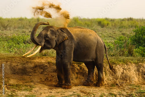 wild elephant taking mud bath