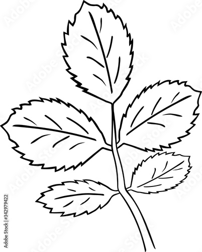 Vector illustration of rosehip leaves in doodle style © Katerina