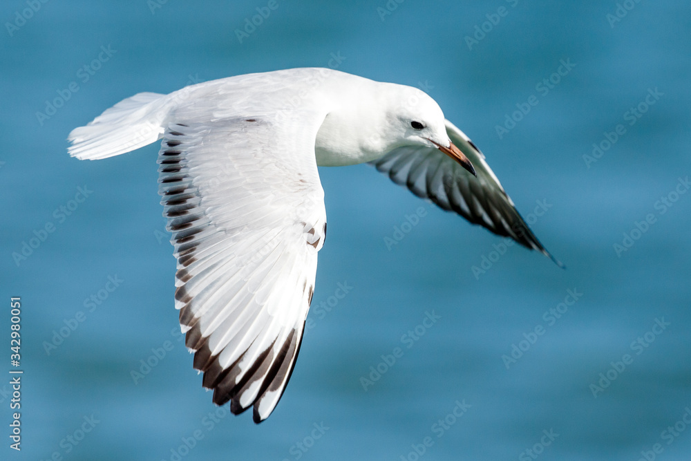 Black-billed Gull endemic to New Zealand Black-billed Gull endemic to New Zealand