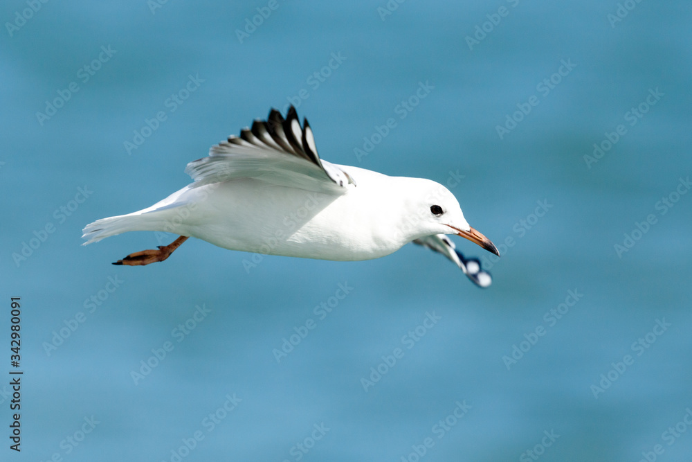 Black-billed Gull endemic to New Zealand Black-billed Gull endemic to New Zealand