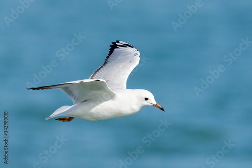 Black-billed Gull endemic to New Zealand