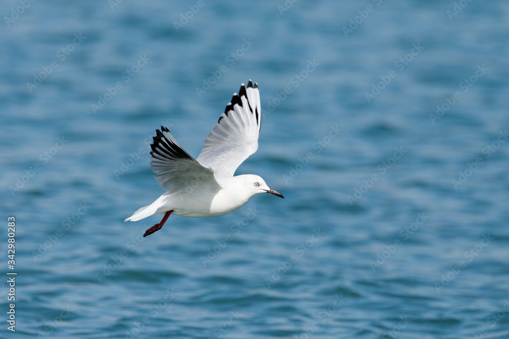 Obraz premium Black-billed Gull endemic to New Zealand