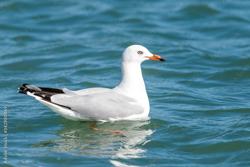 Black-billed Gull endemic to New Zealand Black-billed Gull endemic to New Zealand