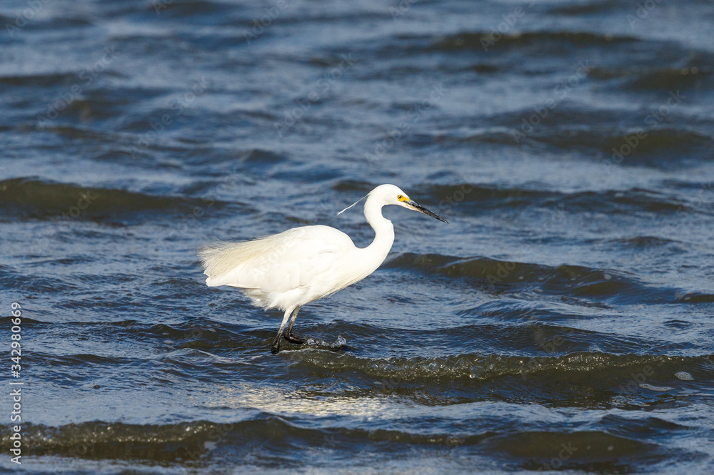 Obraz premium Little Egret in New Zealand