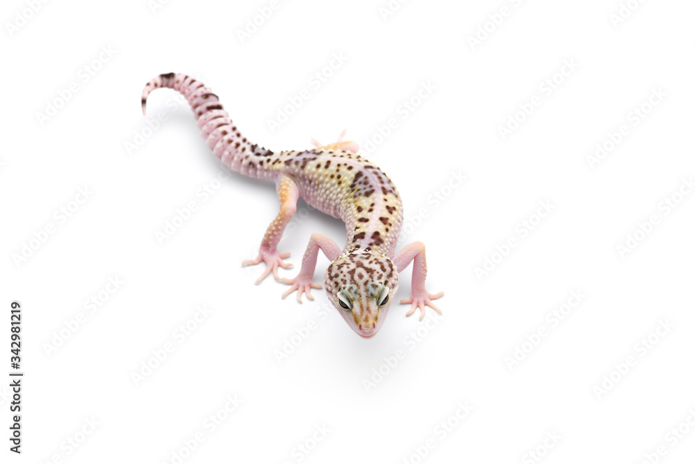 Naklejka premium The common leopard gecko isolated on white background