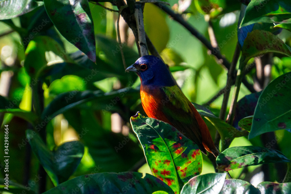 Obraz premium Male Painted Bunting (Passerina ciris) hiding in a backyard bush, Stuart, Florida, USA