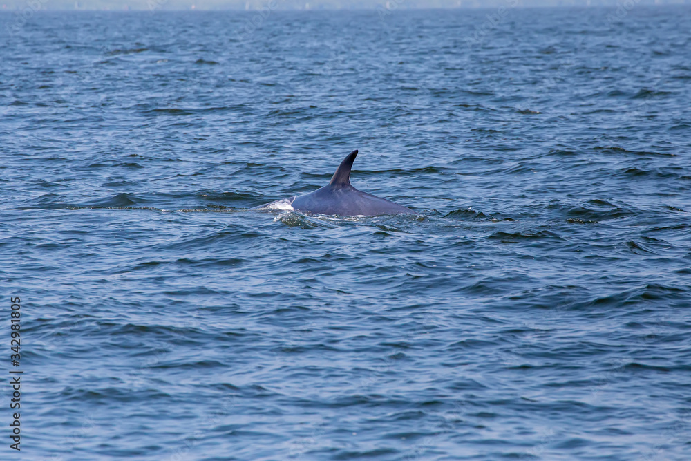 The dorsal fin of the Bryde's whale or Eden's whale in the sea at Phetchaburi Province, Thailand. Whale's back on the surface of the ocean. The dorsal fin of the Bryde's whale or Eden's whale in the sea at Phetchaburi Province, Thailand. Whale's back on the surface of the ocean.