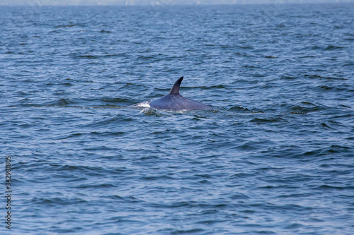 The dorsal fin of the Bryde s whale or Eden s whale in the sea at Phetchaburi Province  Thailand. Whale s back on the surface of the ocean.