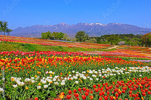 那須町　那須フラワーワールドのチューリップ畑
