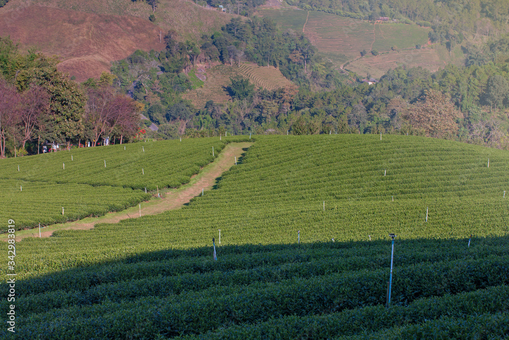 Tea plantations in natural areas in northern Thailand