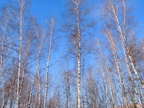  birch trees against a bright blue sky