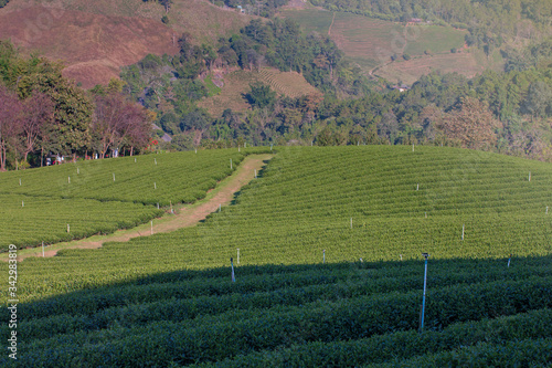 Wallpaper Mural Tea plantations in natural areas in northern Thailand Torontodigital.ca