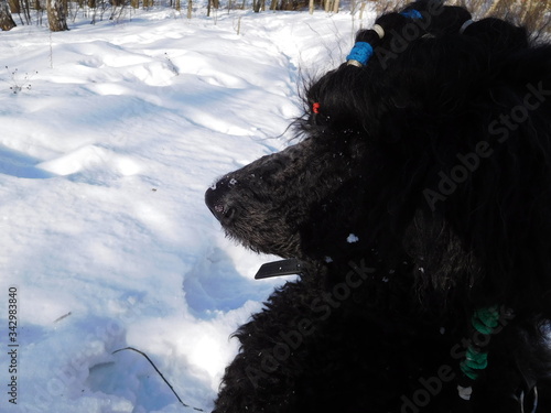 black dog in snow, poodle, profile portrait