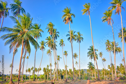 Coconut plantation under blue sky in summer season of tropical region. Coconut tree in Samui Island, Thailand.