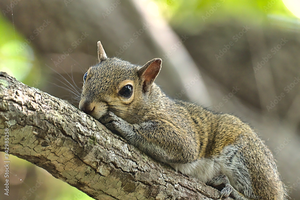 Obraz premium Florida Squirrel