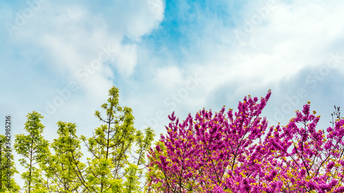 Spring blooming cercis in garden