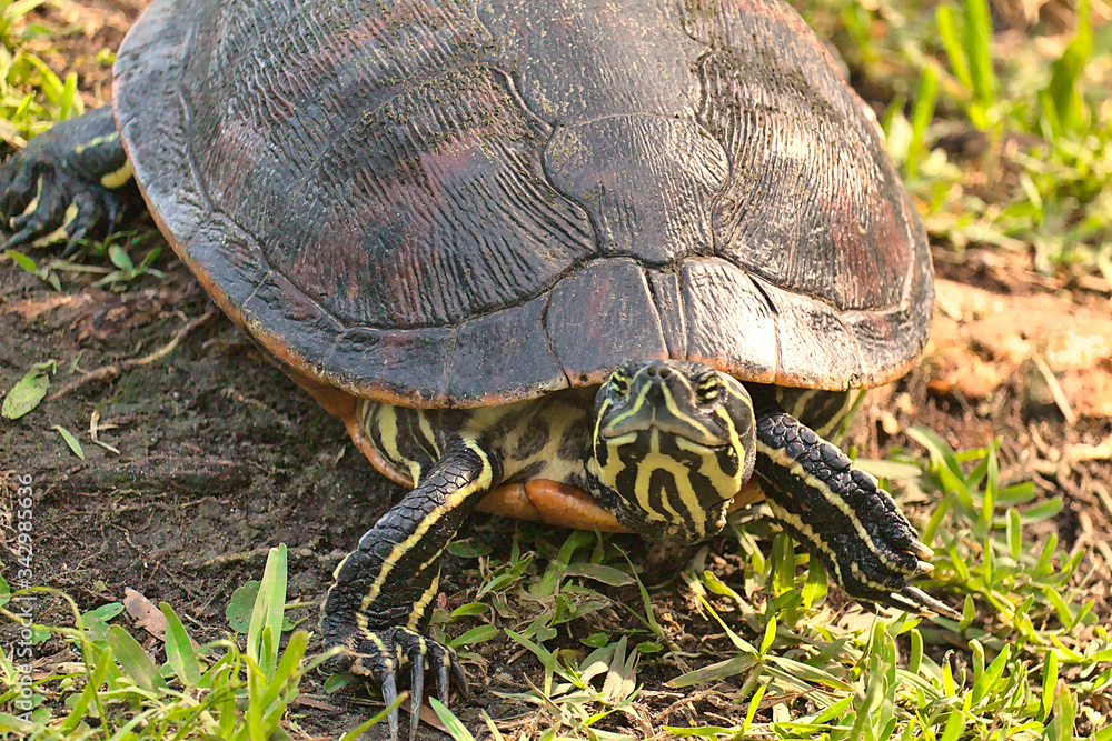 Fototapeta premium Florida Turtles
