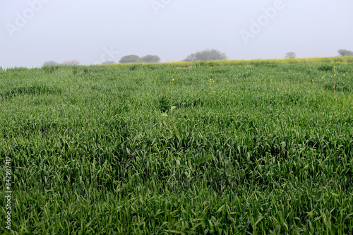 green field, wheat crop environment