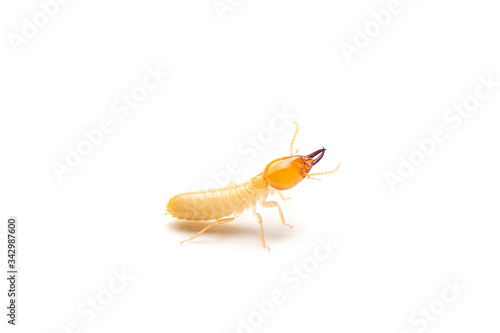 Close up of the Small termite on white background. Side view of the white ant isolate on white background.