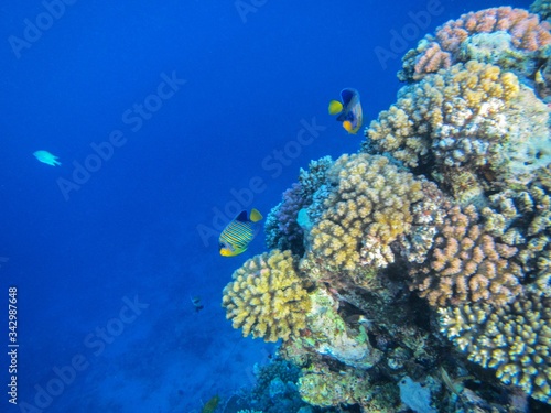 Fototapeta Naklejka Na Ścianę i Meble -  Coral reef in the Red Sea with fish