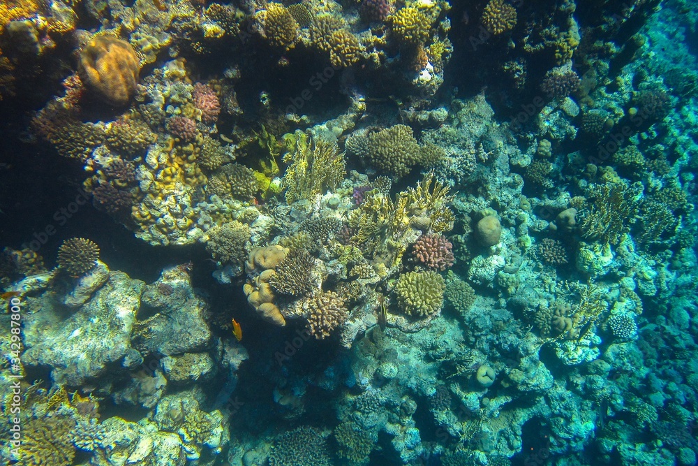 Coral reef in the Red Sea with fish Coral reef in the Red Sea with fish
