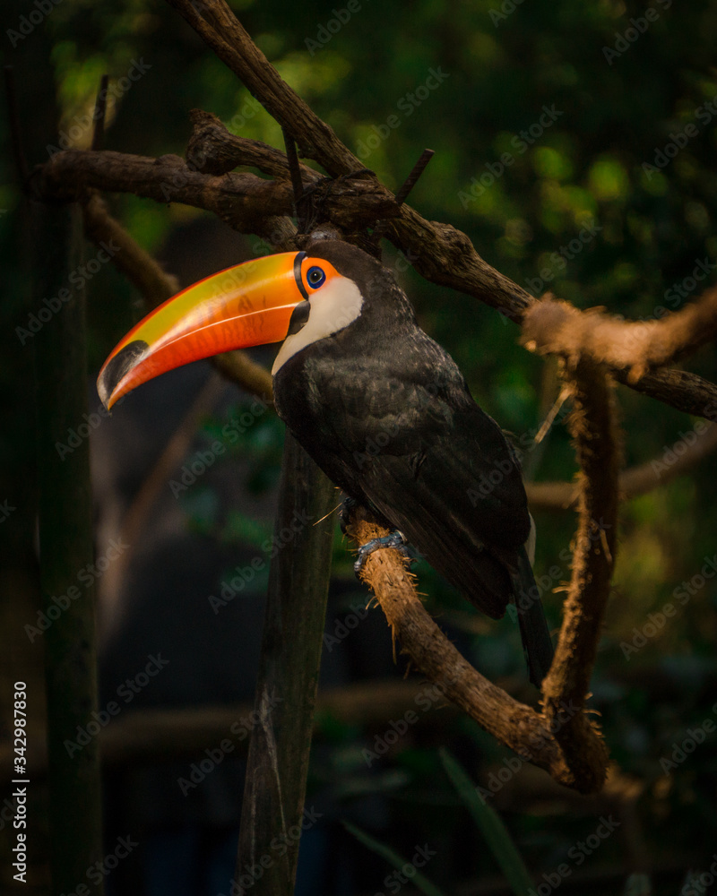 toucan on a tree