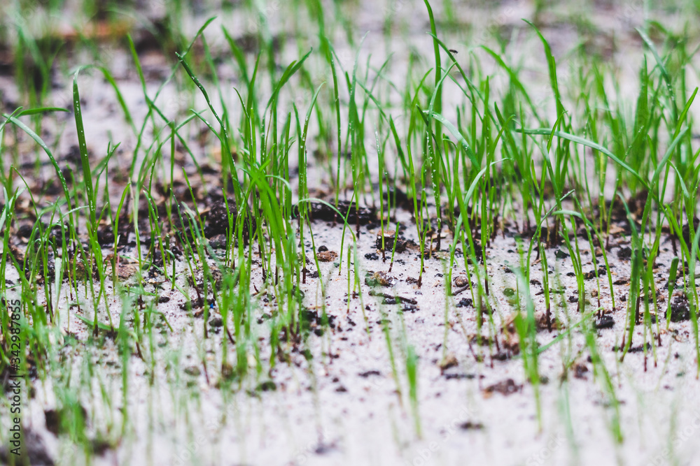 new grass blades growing on sandy soil shot at shallow depth of field new grass blades growing on sandy soil shot at shallow depth of field
