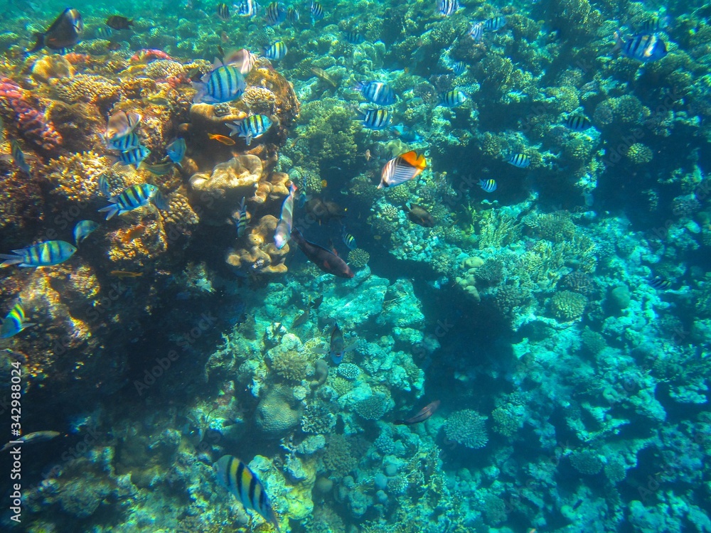 Obraz premium Coral reef in the Red Sea with fish