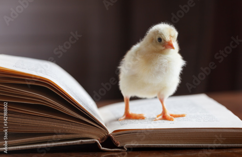 A cute fluffy chicken stands on an opened book. photo