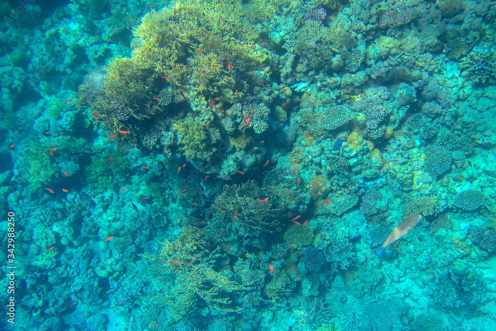Coral reef in the Red Sea with fish Coral reef in the Red Sea with fish