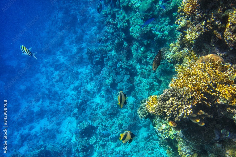 Coral reef in the Red Sea with fish