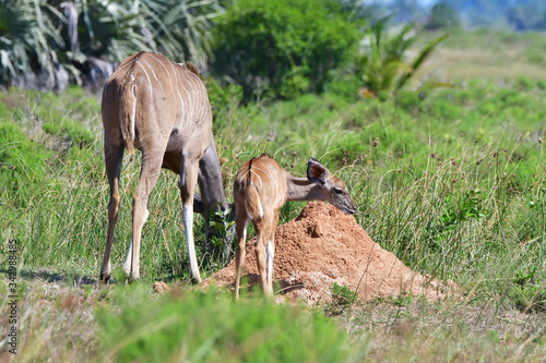 Foto cute lkudu antelope with its young one eating minerals
