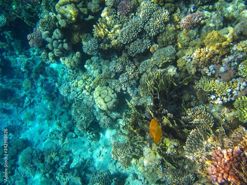 Coral reef in the Red Sea with fish