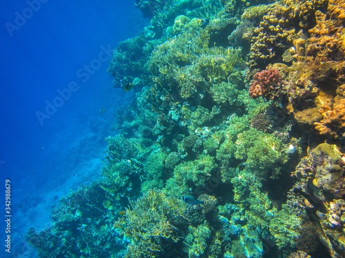 Coral reef in the Red Sea with fish © Iryna