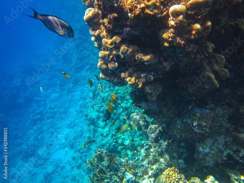 Fototapeta Naklejka Na Ścianę i Meble -  Coral reef in the Red Sea with fish