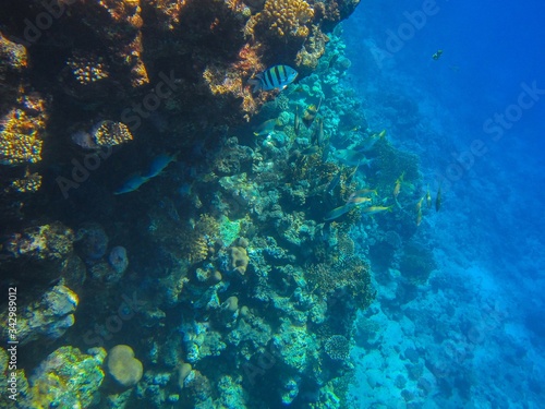 Coral reef in the Red Sea 