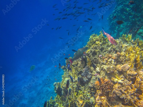 Coral reef in the Red Sea with fish