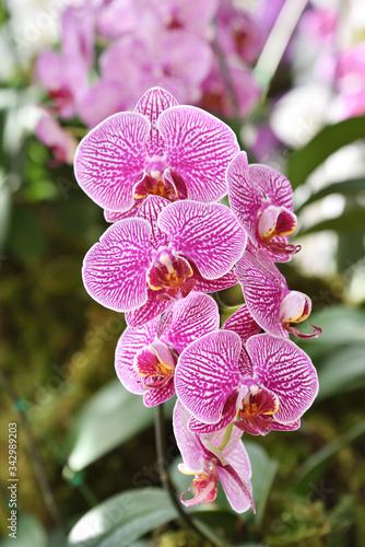  close up of pink Orchids